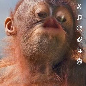 Meet your Posher, Dixie